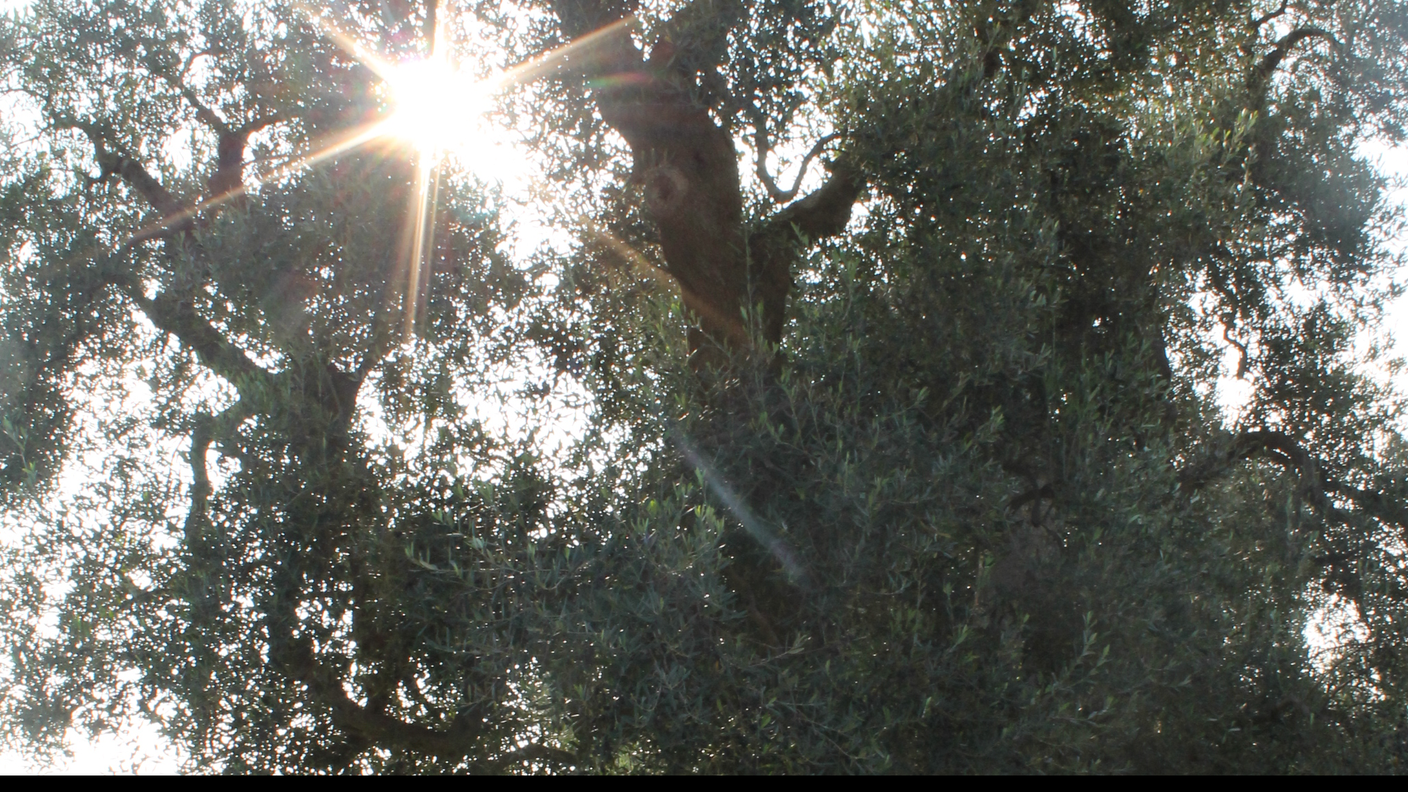 Ulivo secolare in Puglia