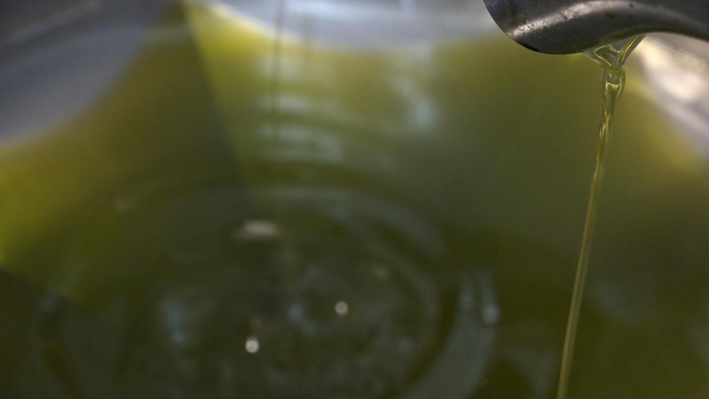 Olio, dal produttore al consumatore