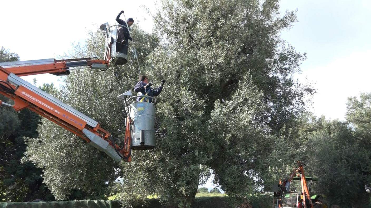 La raccolta delle olive sugli alberi secolari