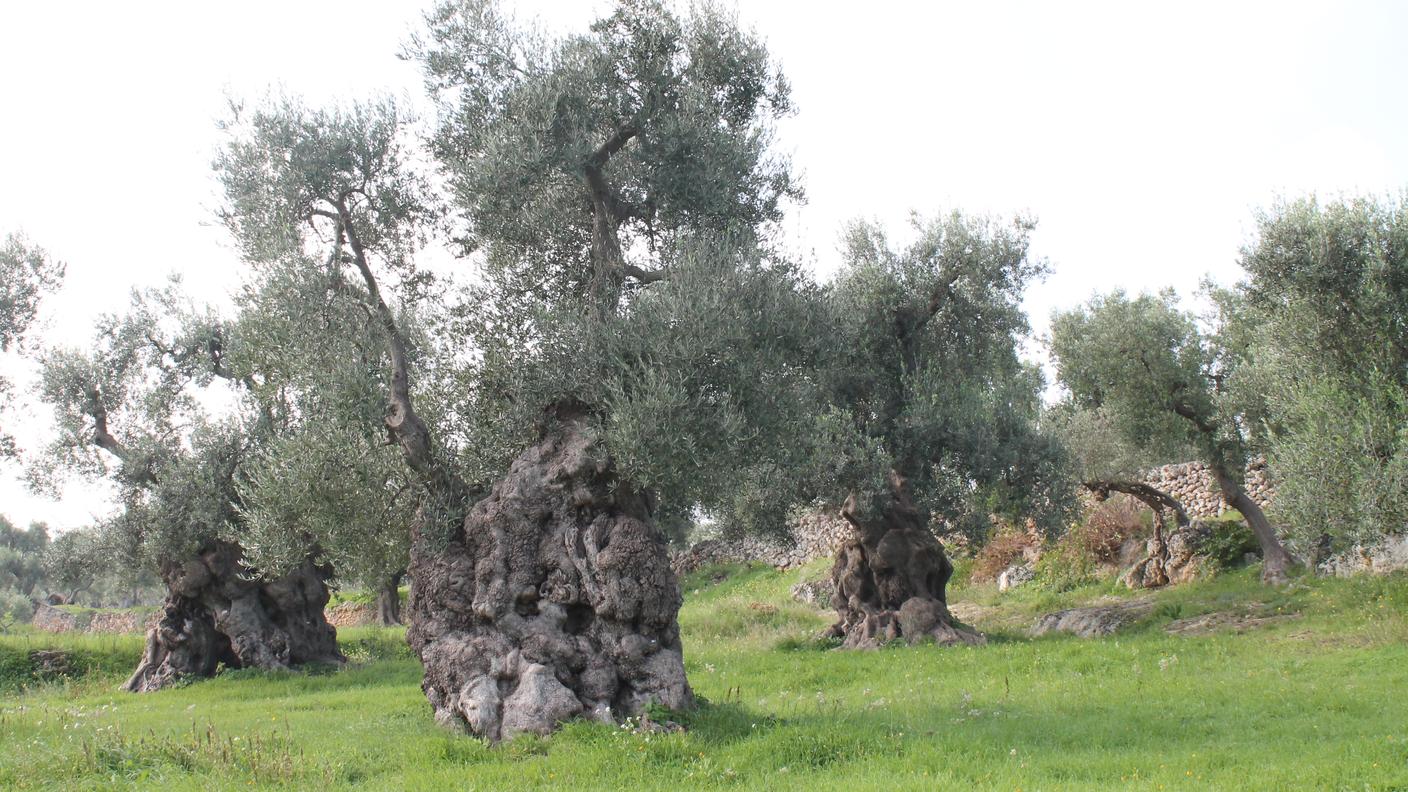 Alberi secolari