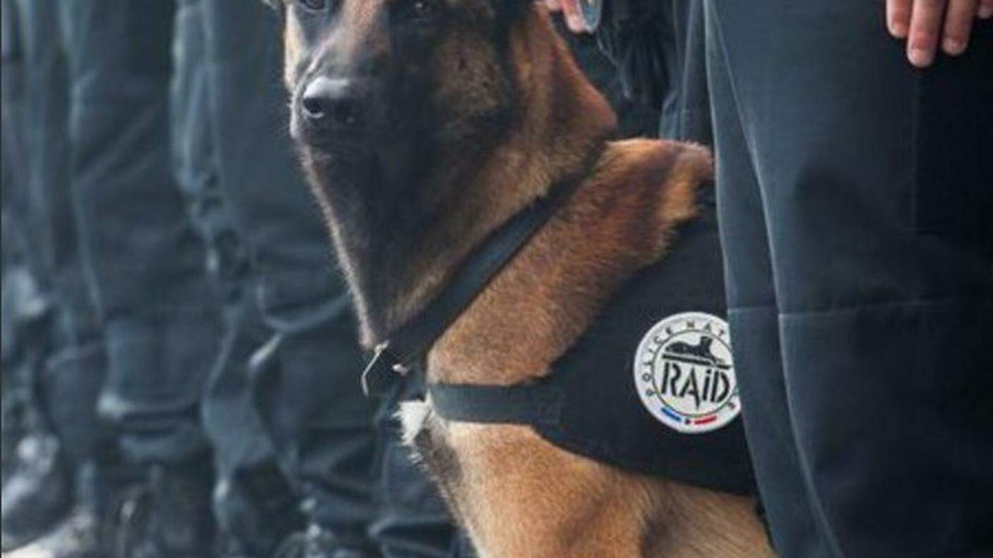 Diesel, il cane divenuto un eroe con la morte nell'assalto di Saint-Denis