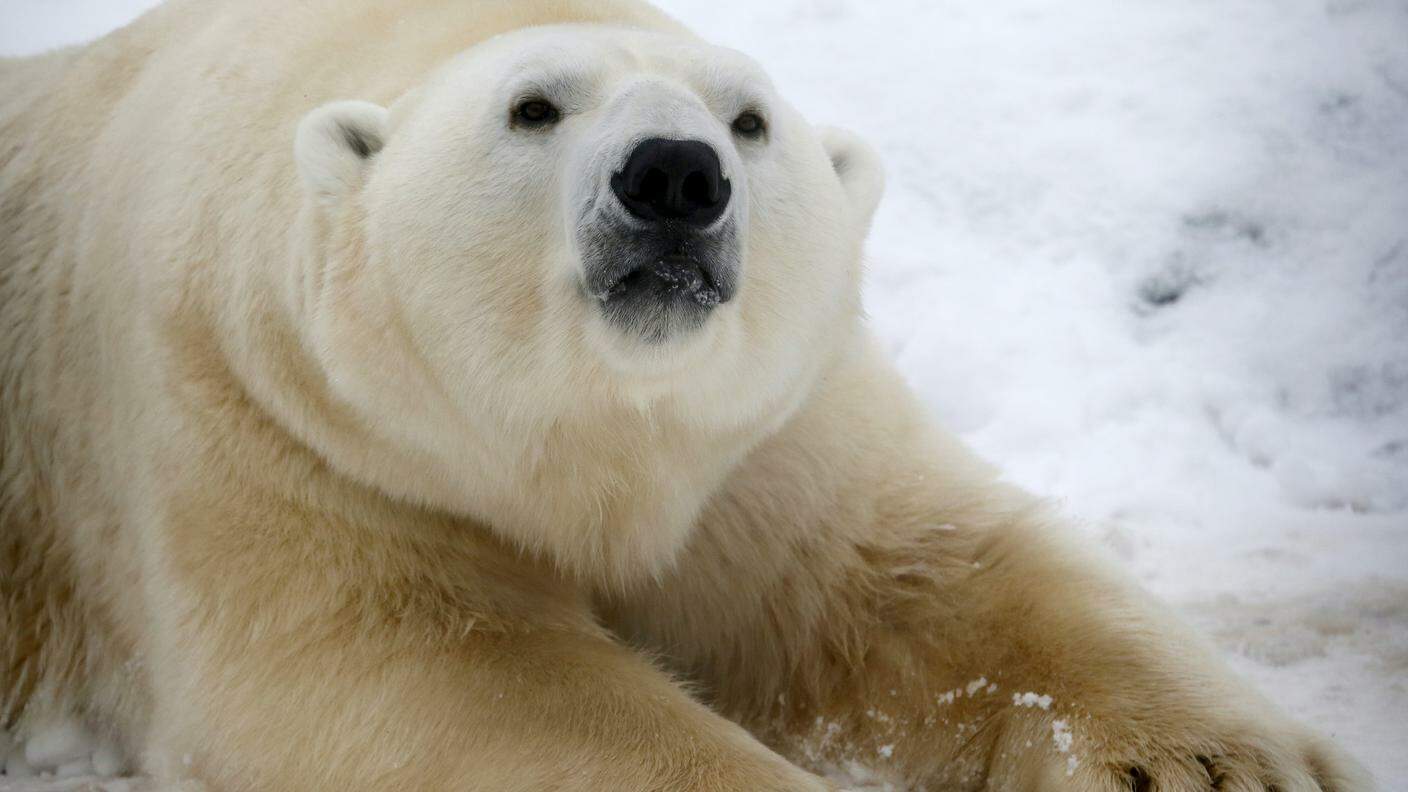 Non è solo questione di salvare gli orsi polari...