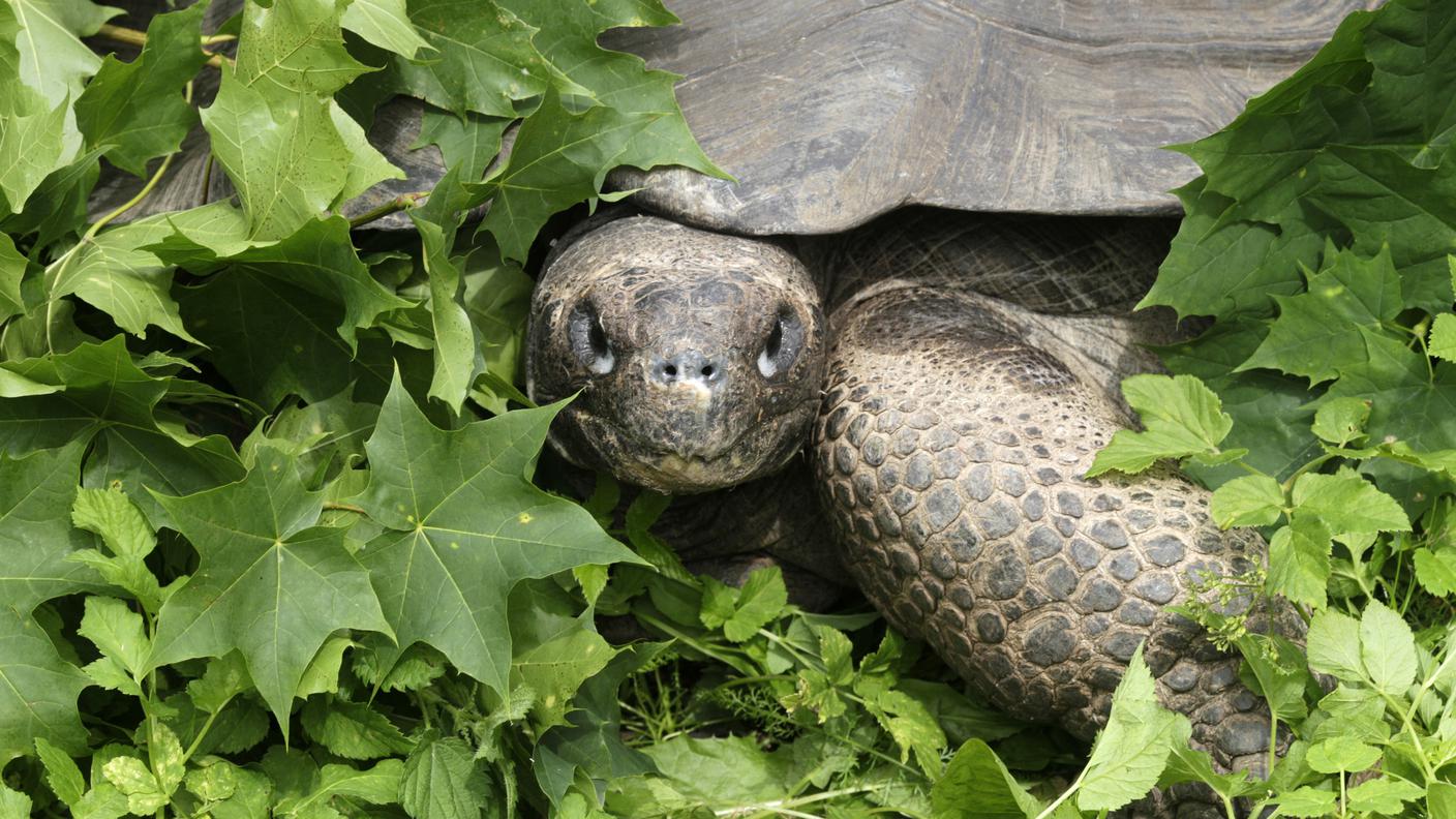 Il fossile è quello di un lontano parente di una testuggine delle Galapagos