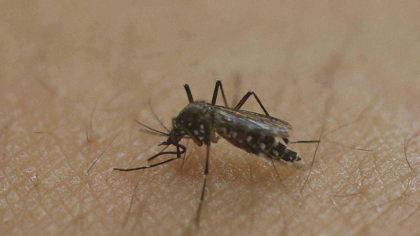 Il virus viene Zika trasmesso dalla zanzara Aedes
