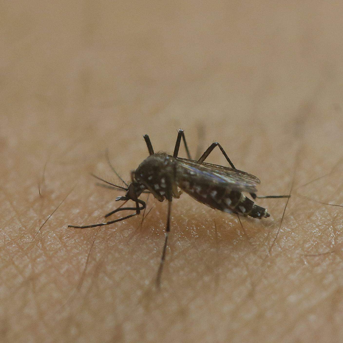 Il virus viene Zika trasmesso dalla zanzara Aedes