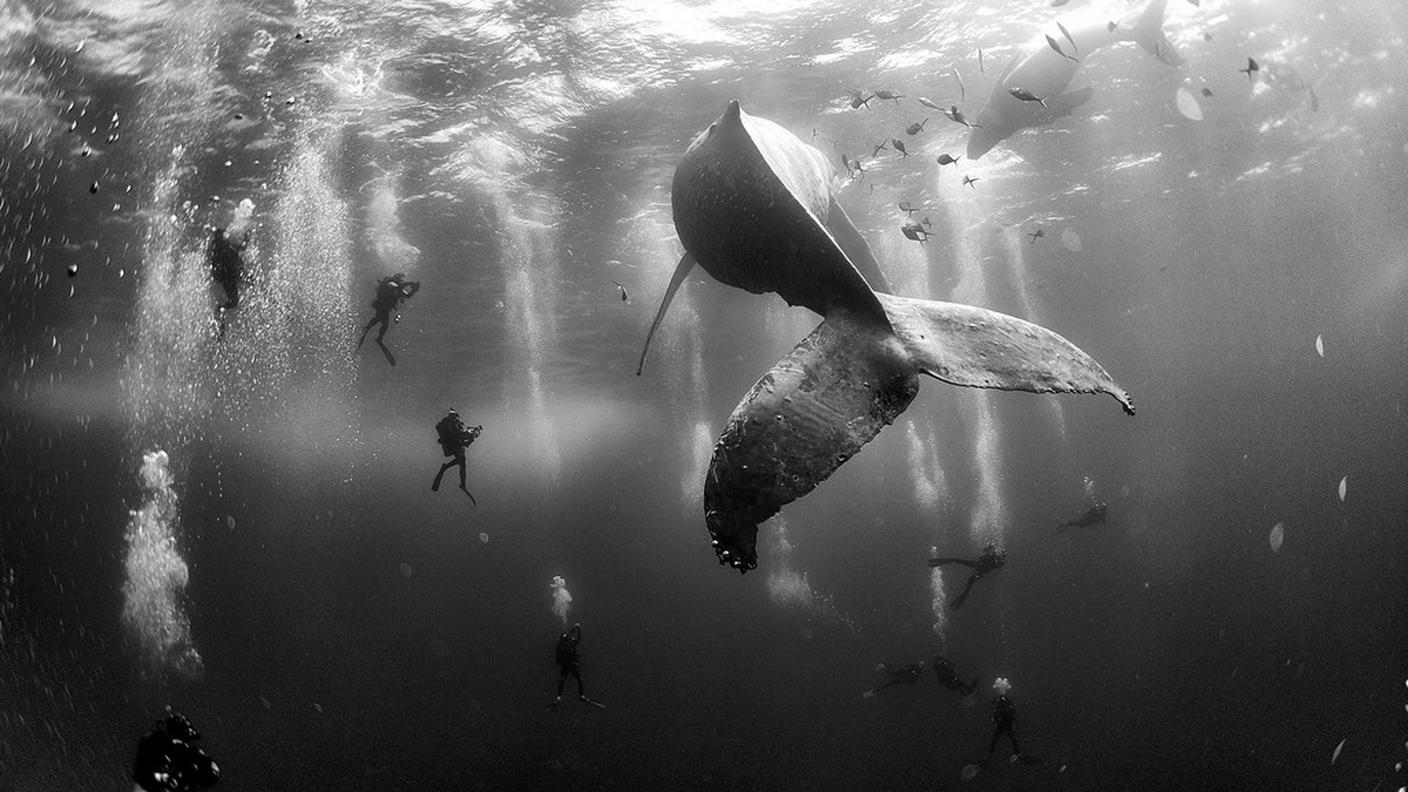 Anuar Patjane Floriuk, secondo posto nella categoria natura con questa foto di balene al largo del Messico