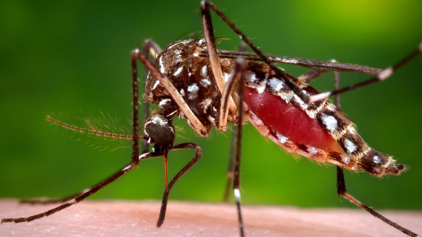 Il principale vettore del virus