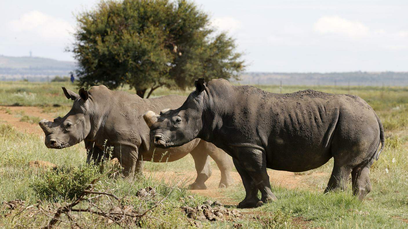 Rinoceronti black africani