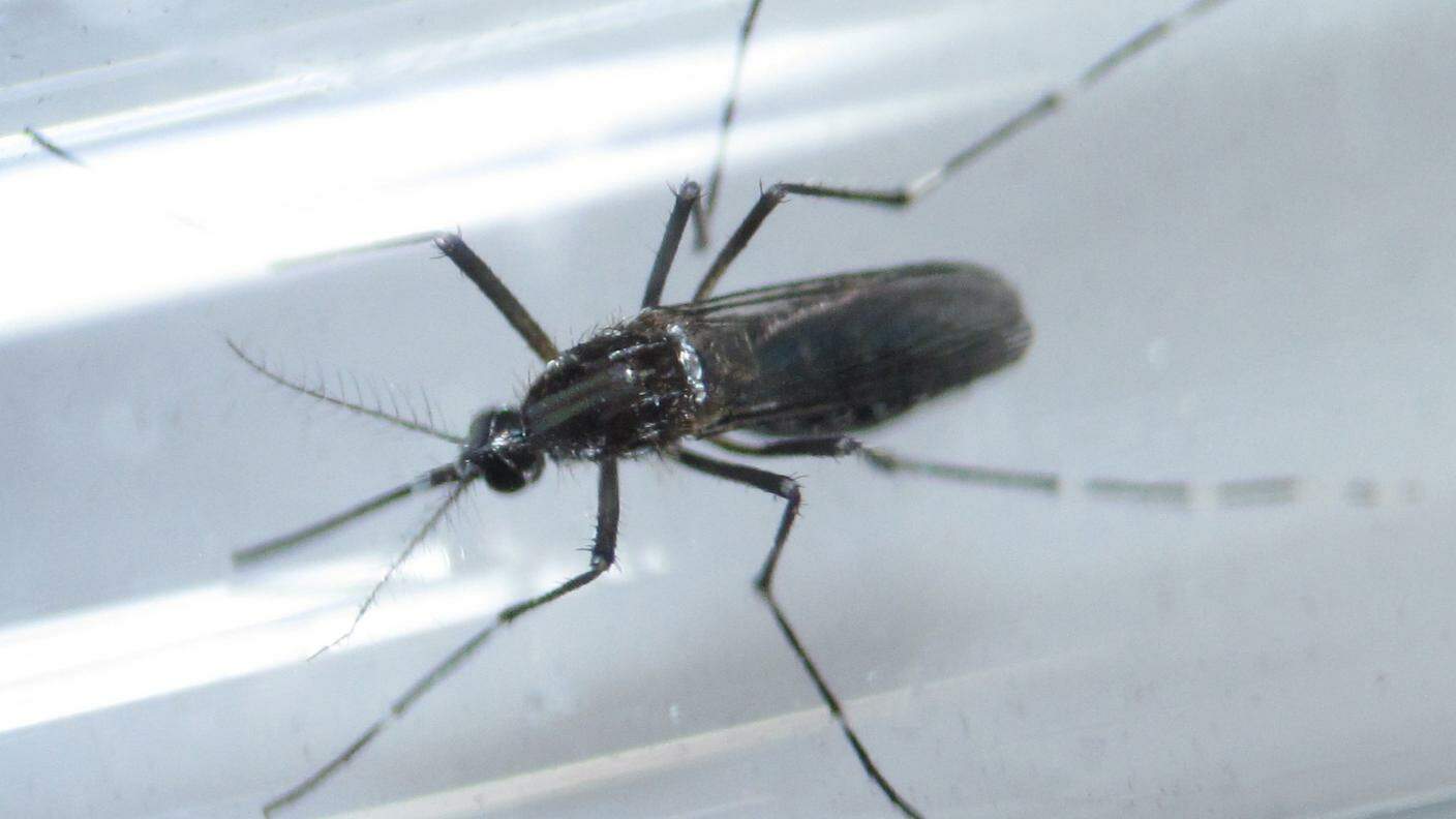 Le punture di zanzara responsabili dei numerosi contagi