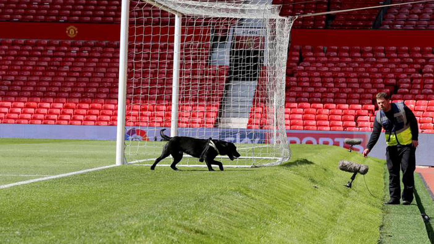 Un cane annusa il prato dell'Old Trafford