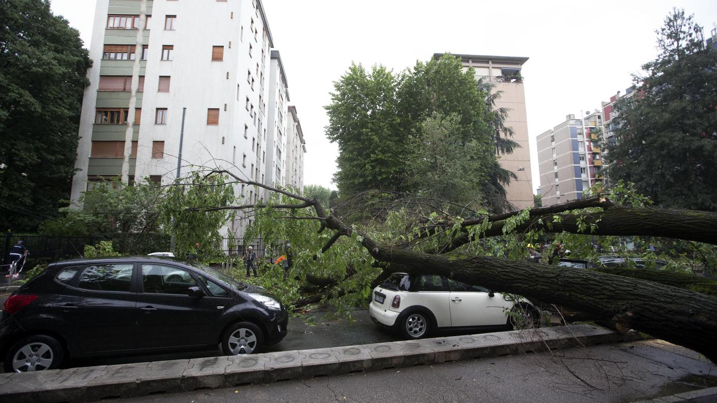 Diversi alberi caduti