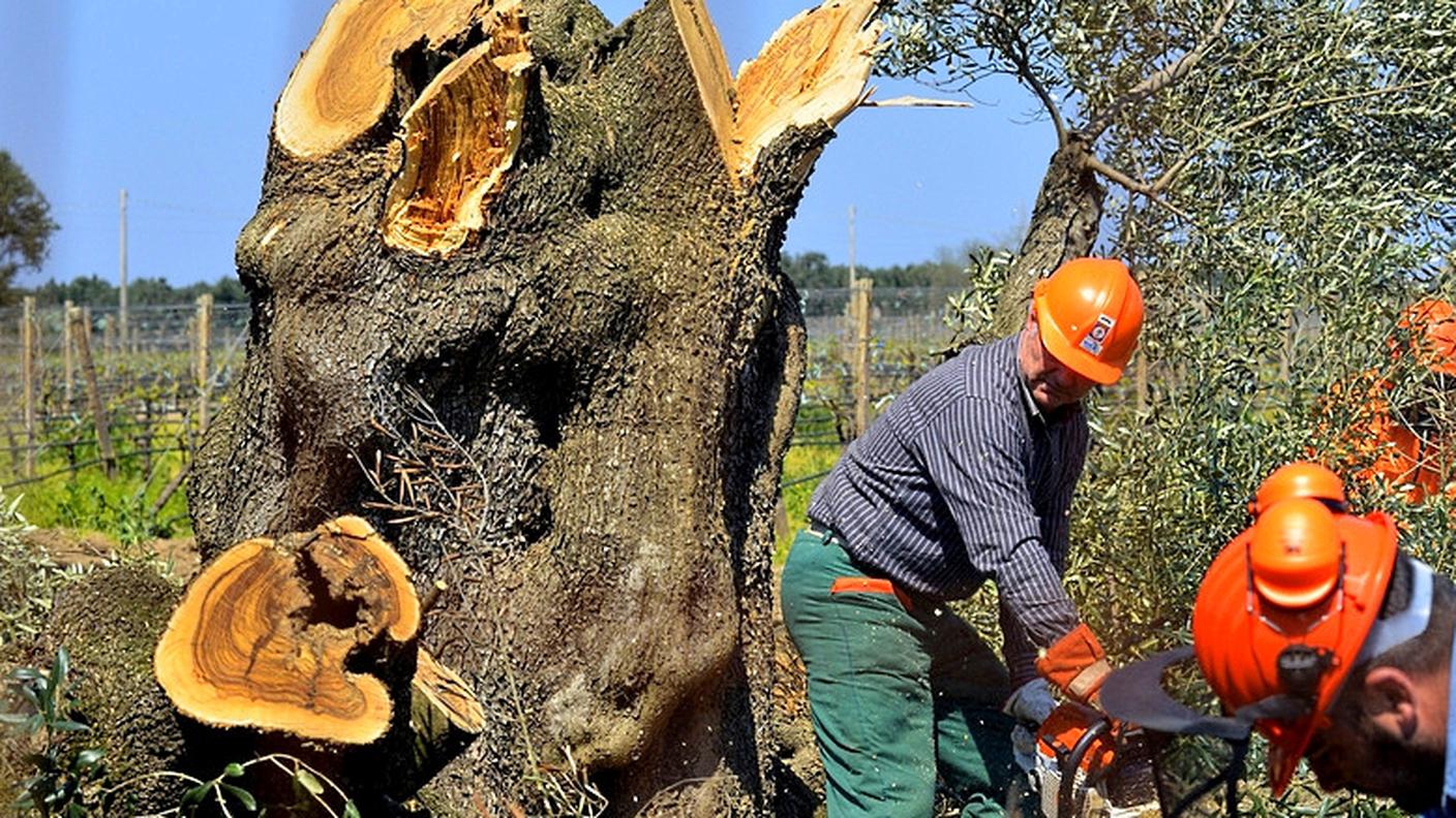 Il "massacro controllato" degli ulivi in Puglia nel 2015