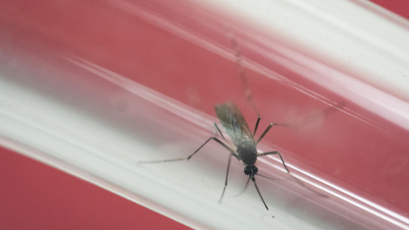 Zika fa paura in America latina