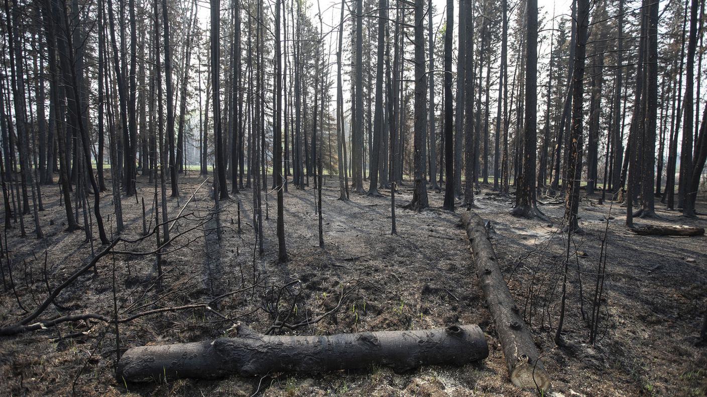 Da settimane le foreste canadesi sono devastate dalle fiamme per incendi molto estesi