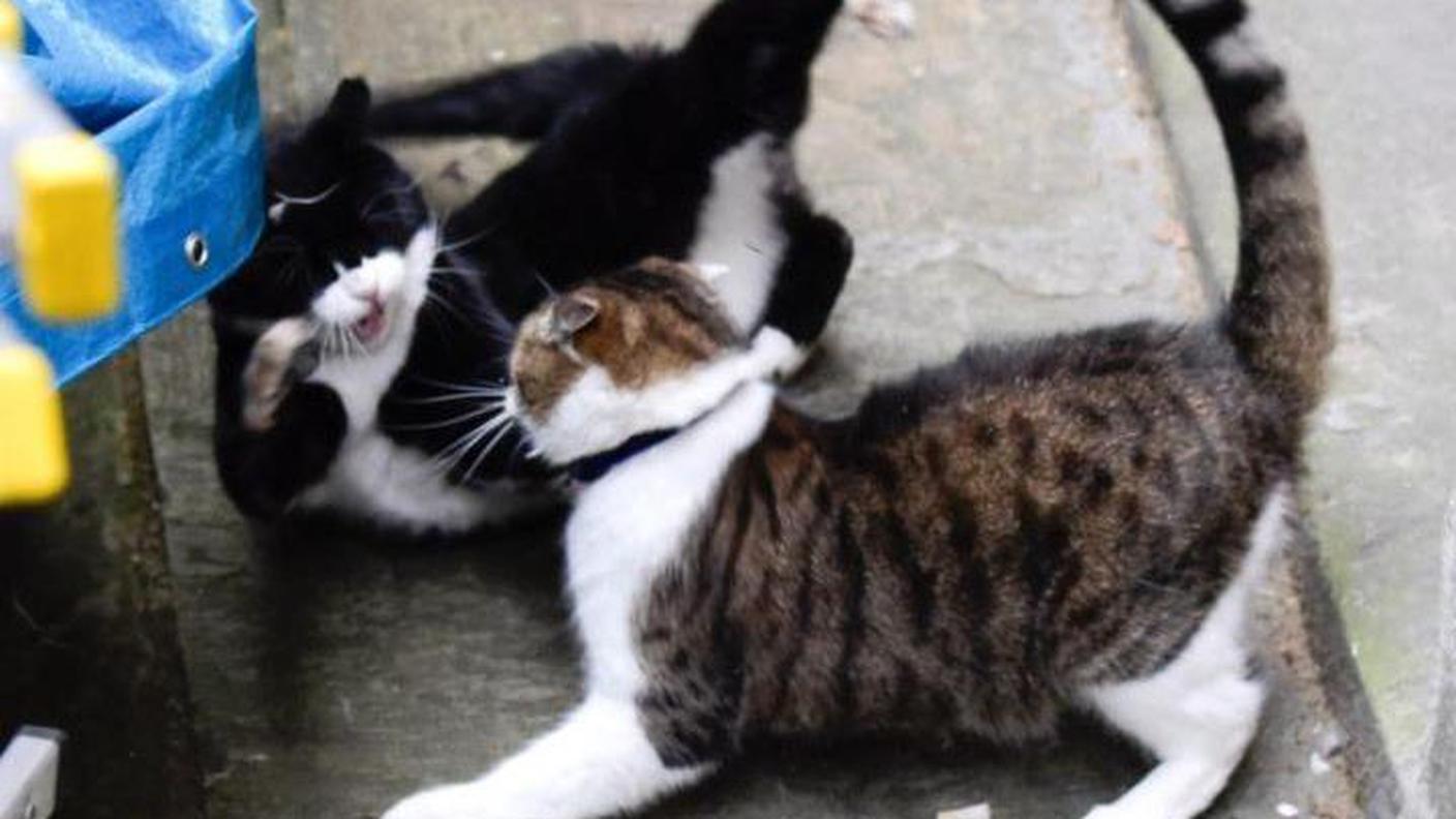 Lotta territoriale tra i due mici