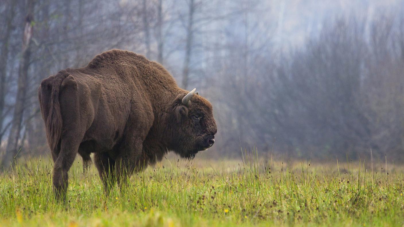 Bisonte 