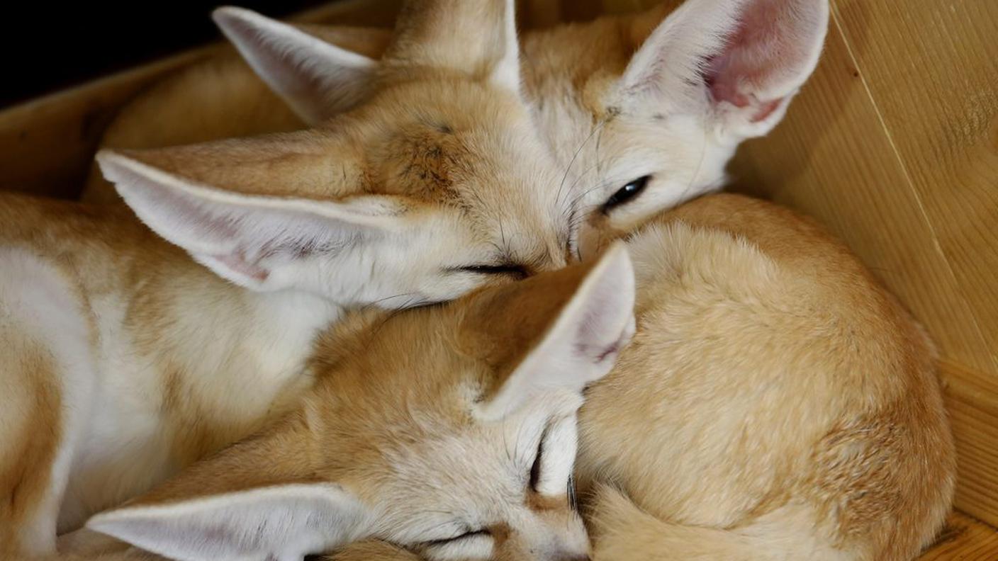 Abbraccio fra fennec