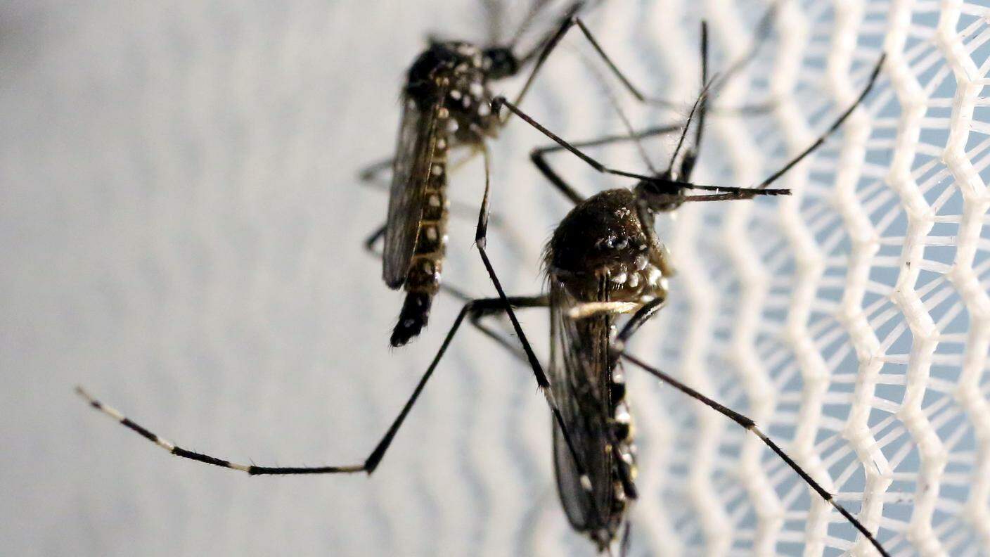 La Aedes aegypti, responsabile della trasmissione del virus