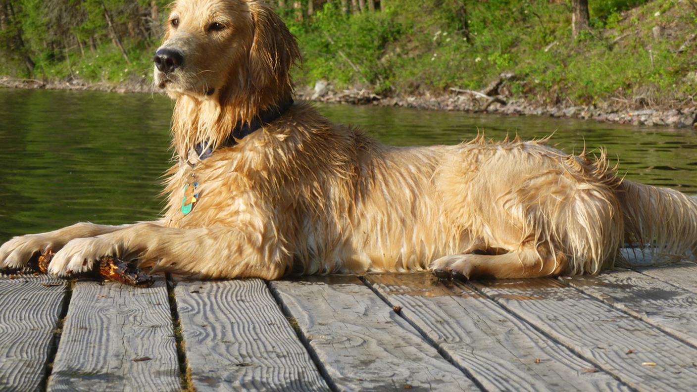golden retriever 12.8.13 ky.JPG