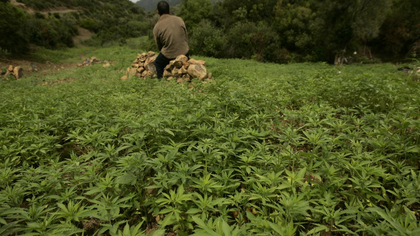 Molto probabilmente la droga è stata prodotta in Marocco