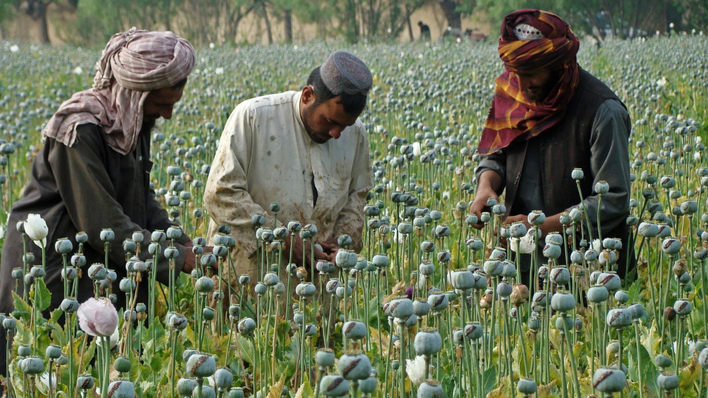 La Birmania supera l'Afghanistan come leader nella produzione di oppio