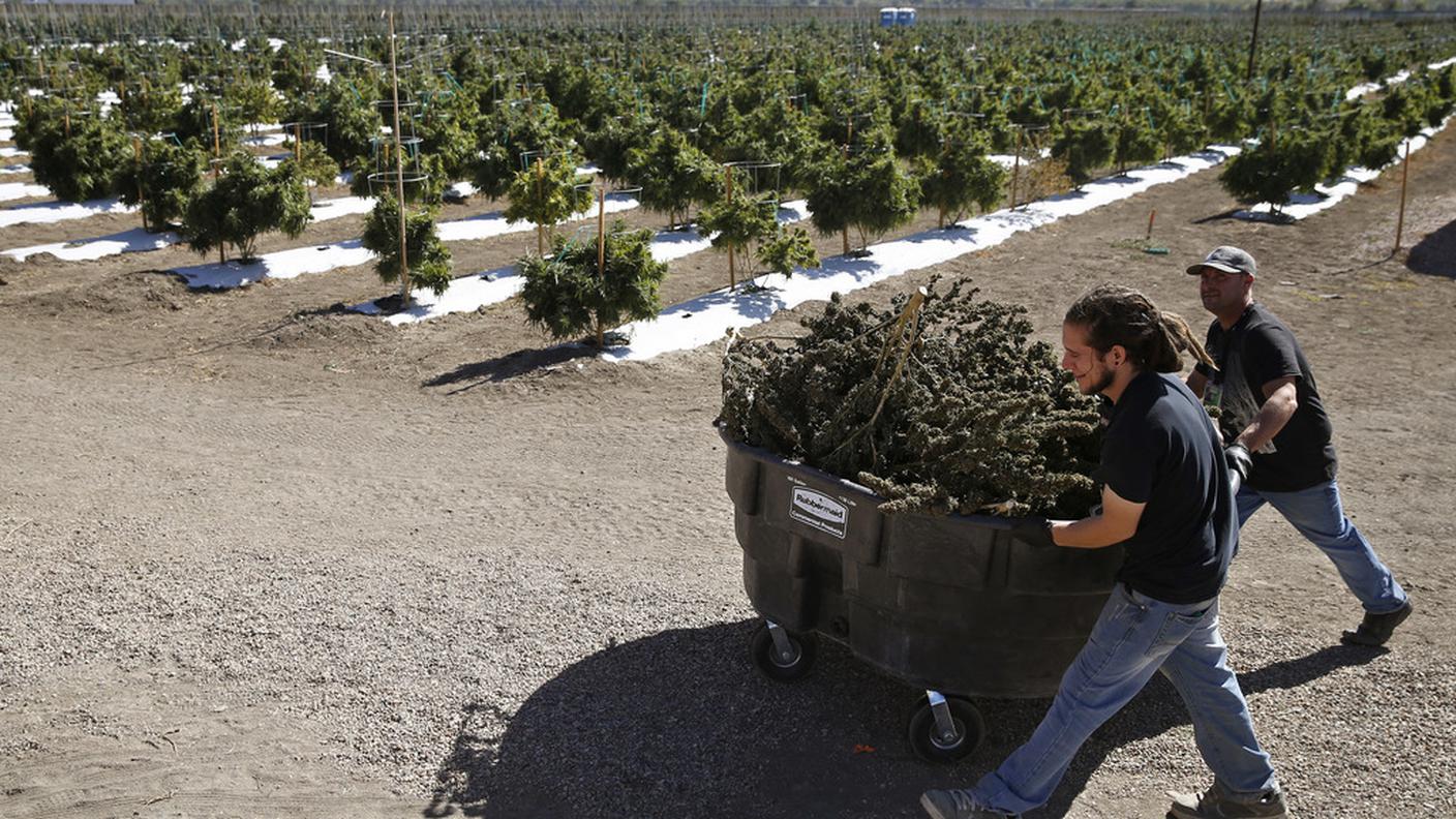 Il primo a legalizzare la marijuana fu lo Stato del Colorado