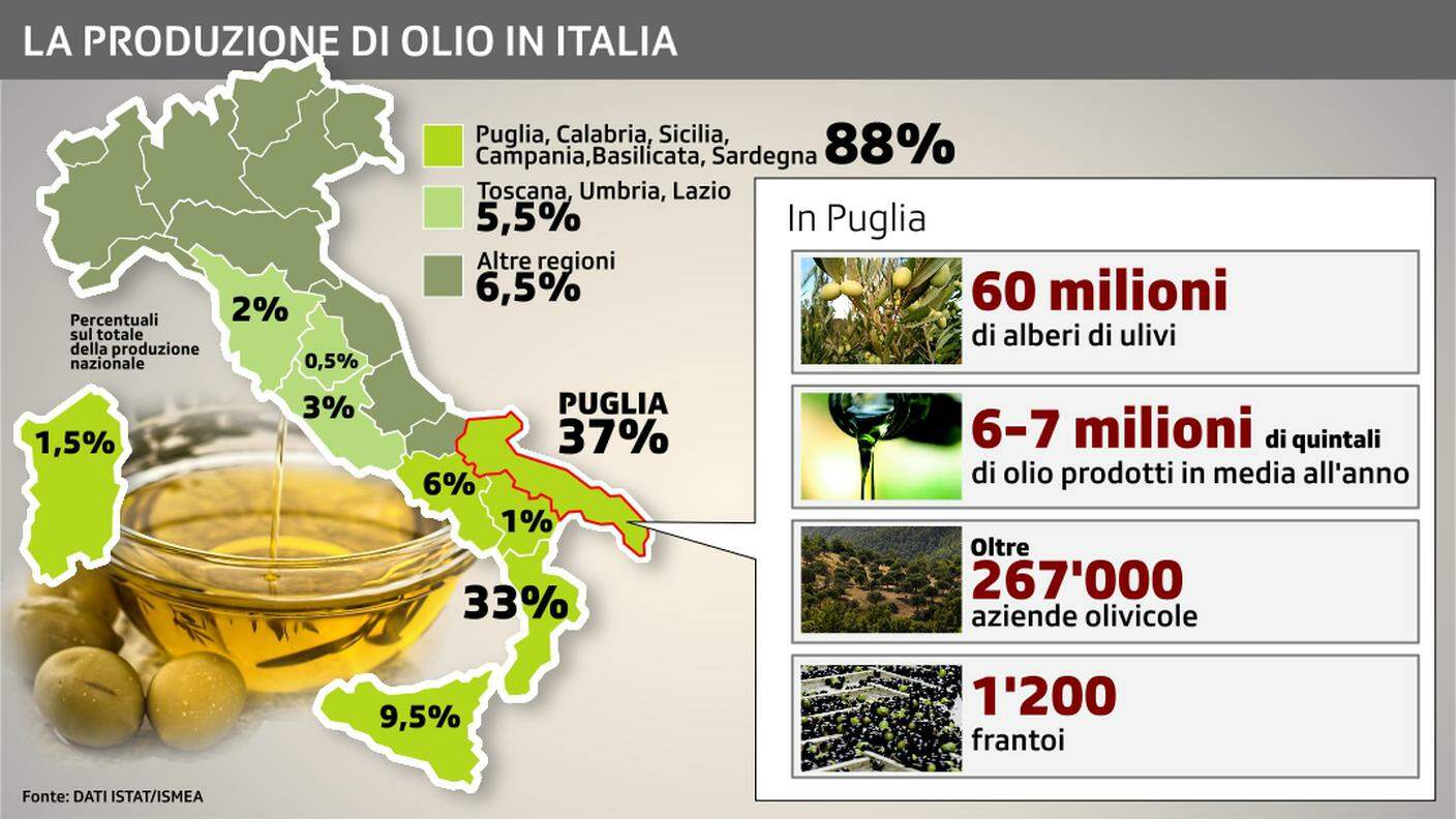 Olivicoltura, settore strategico per la Puglia