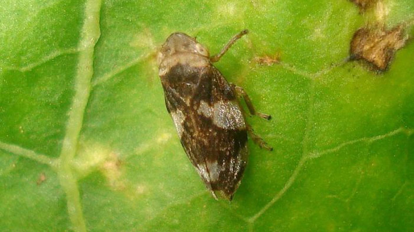 Philaenus spumarius, principale vettore della Xylella