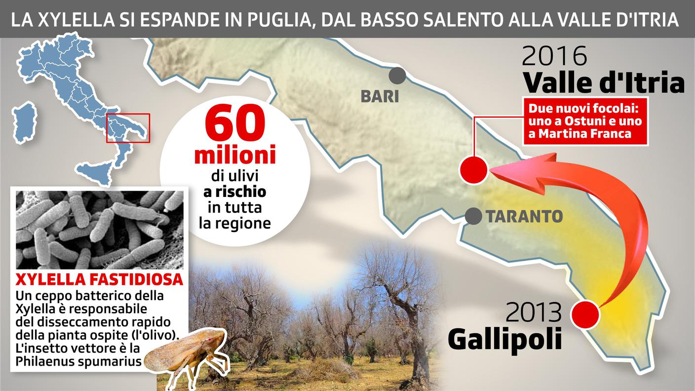 La Xylella rilevata in nuove aree