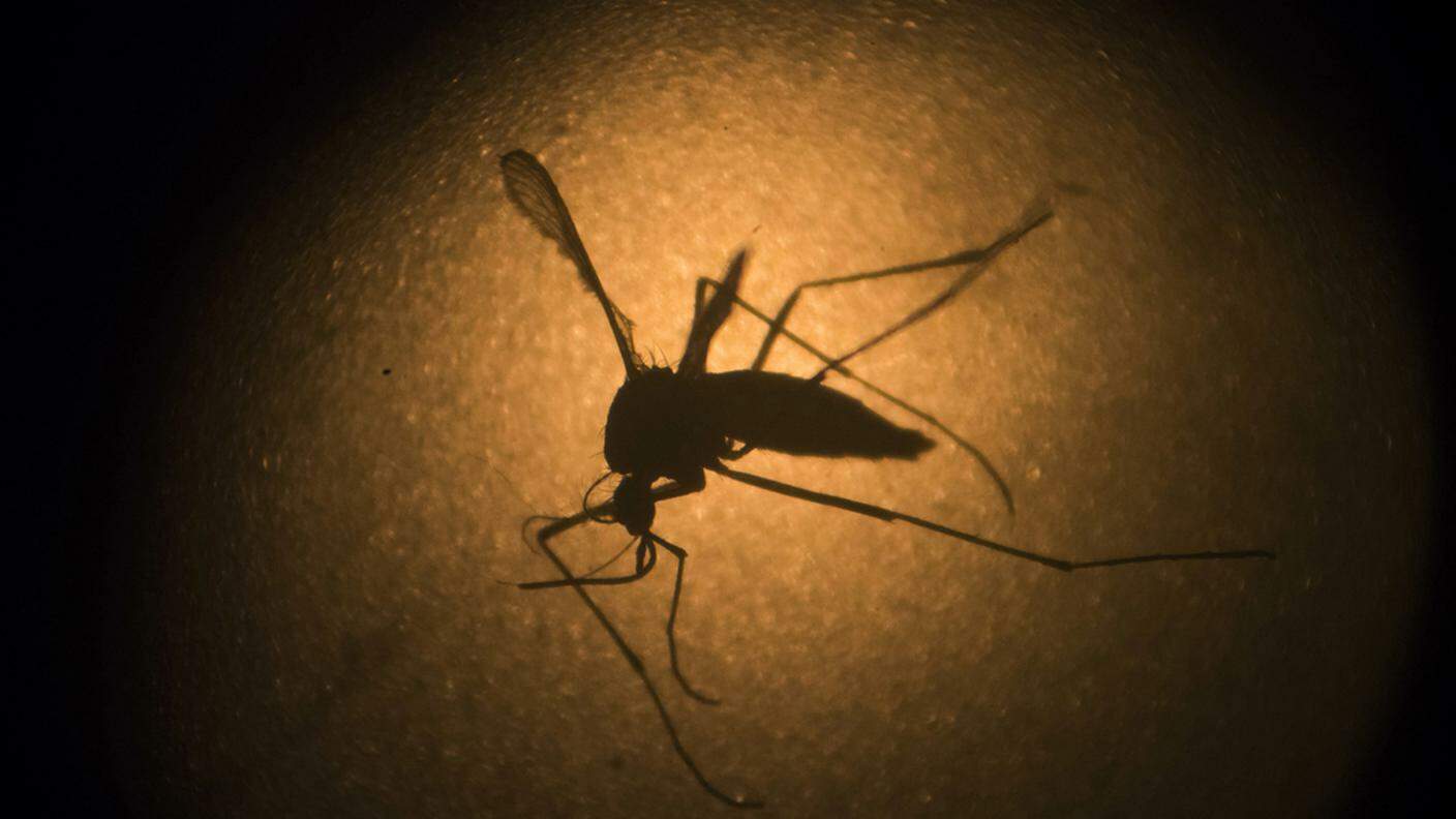 La zanzara portatrice del virus