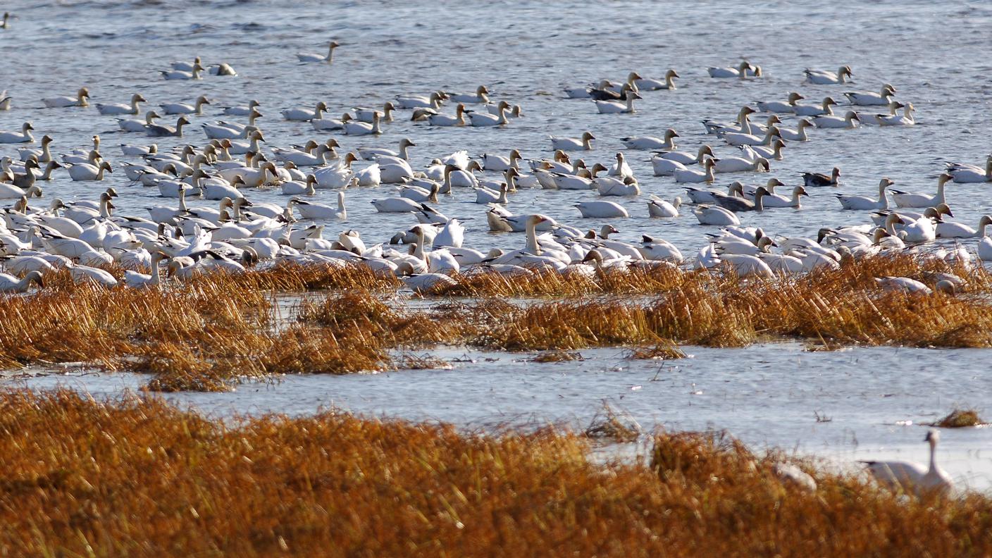 Uccisi da acido e metalli pesanti che inquinano le acque