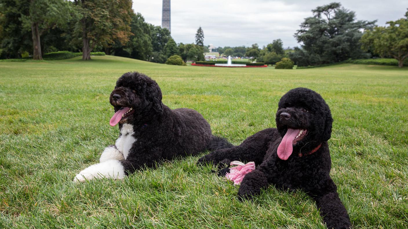 Sunny, la colpevole, e il suo compagno Bo nel parco della residenza del presidente 