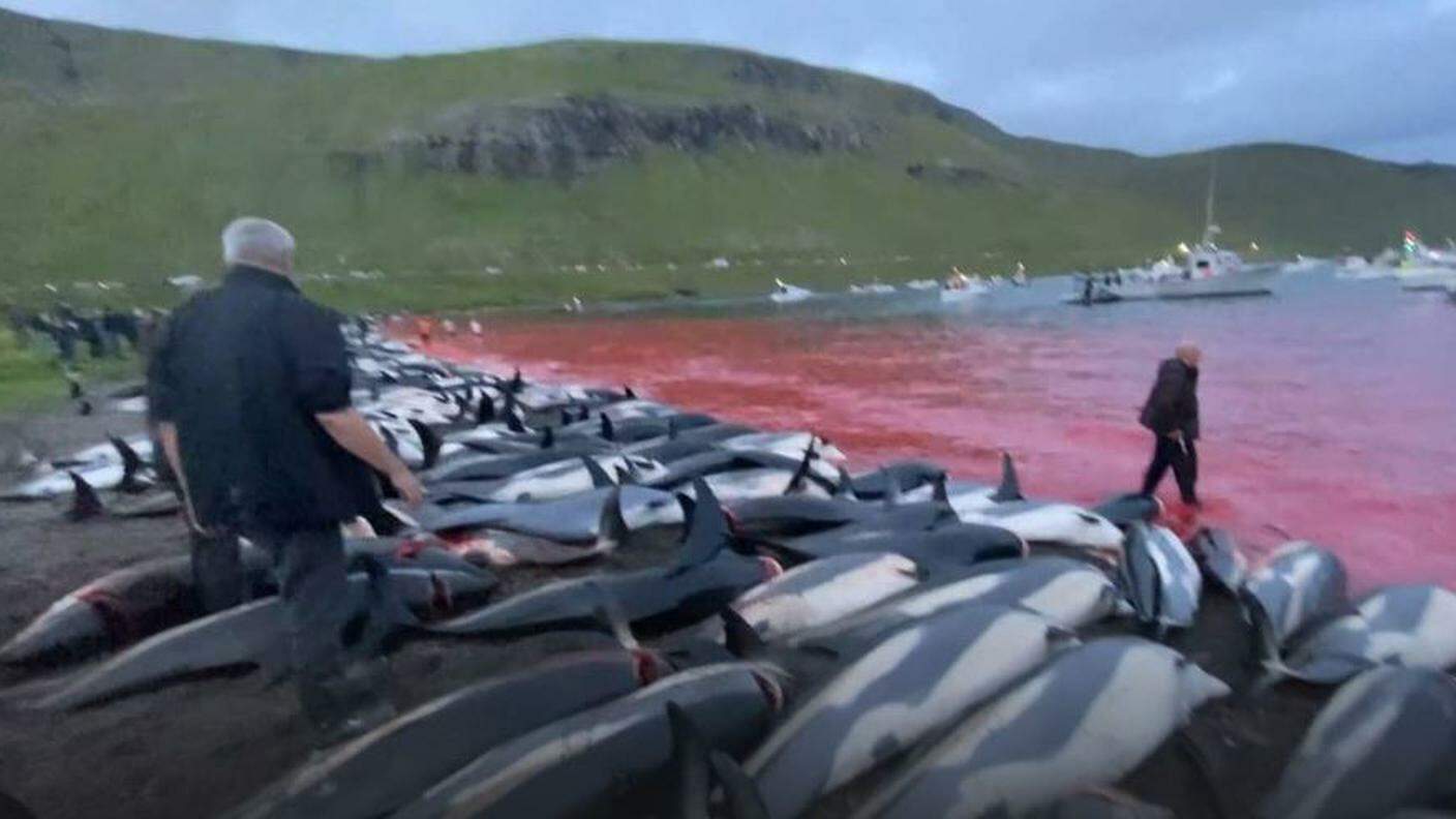 La sanguinosa Grindadrap delle Faroe: la baia è rossa di sangue