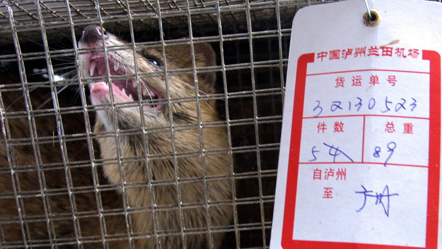 Un analisi è in corso d’opera per capire come le varie nazioni gestiscono gli animali confiscati. Non sempre i paesi sono attrezzati e di conseguenza gli animali sequestrati a volte rischiano di morire, essere soppressi o finire nuovamente nelle mani dei trafficanti. 