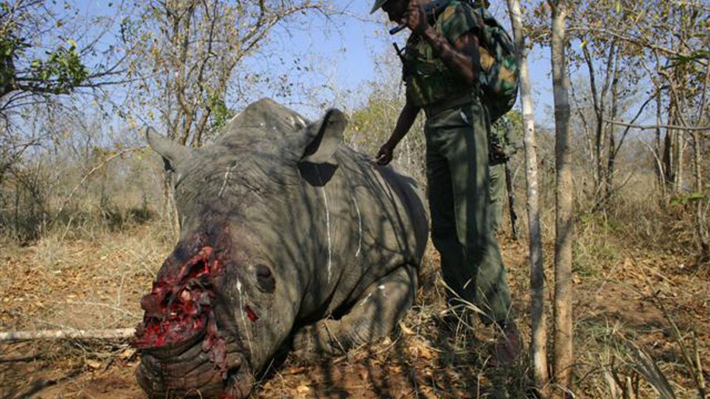 I rinoceronti, in Africa, vengono uccisi ad un ritmo incessante per le loro corna. E il principale paese di destinazione è il Vietnam, accusato di lassismo nel far rispettare il divieto totale di commercio, che risale al 1977. Sanzioni sono quindi state minacciate; i controlli verranno intensificati.