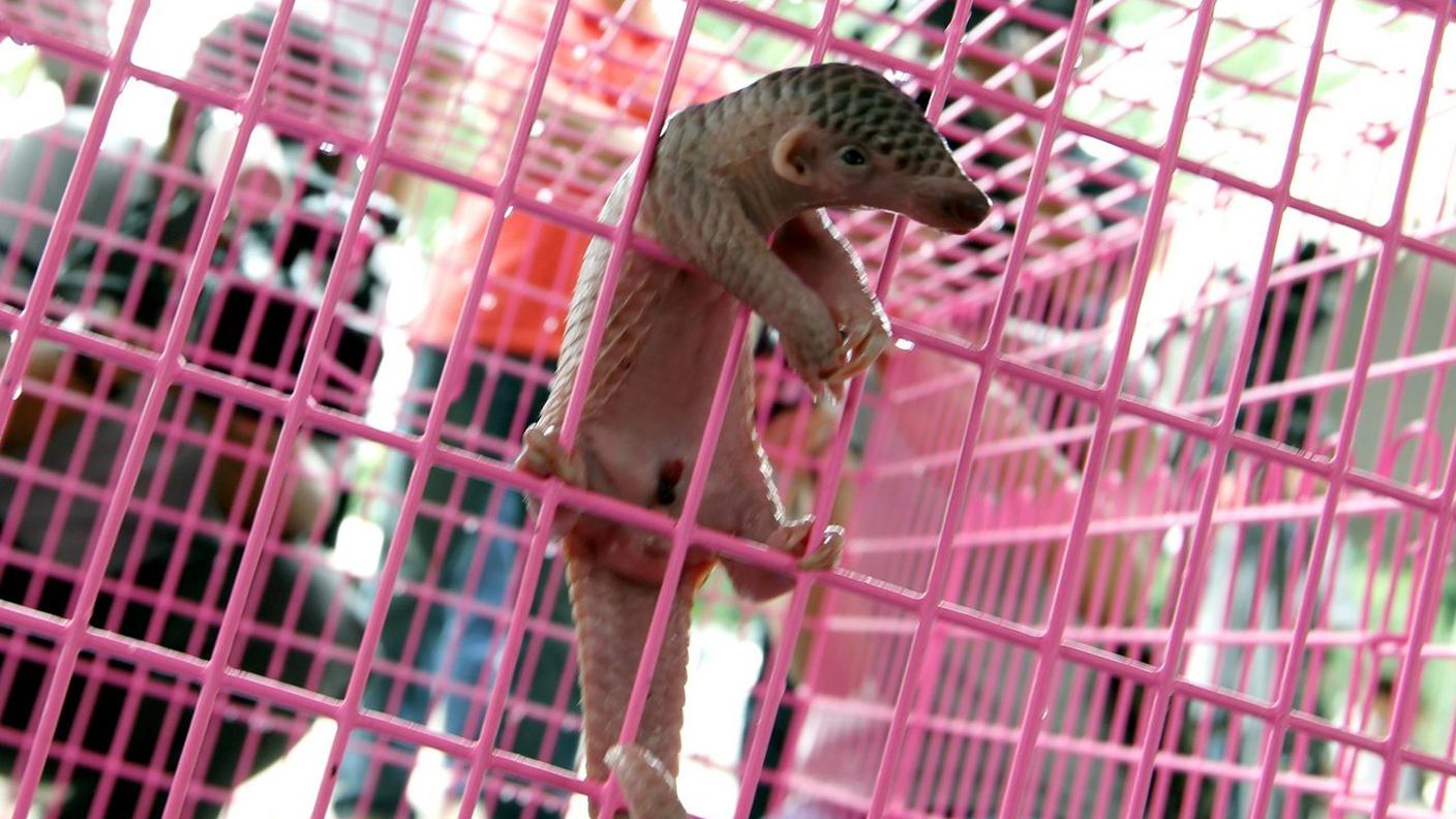 Conoscete il pangolino? Piccolo animali grande quanto un gatto che vive in Asia e Africa, è il mammifero selvatico più trafficato. Ma da Johannesburg arriva una buona notizia: ne è stato decretato il divieto internazionale di commercio.