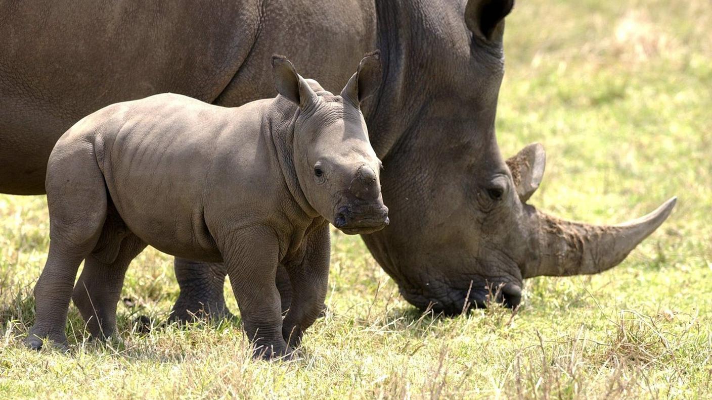 Lo Swaziland ha chiesto di poter ricominciare a vendere corna di rinoceronti bianchi. I proventi verrebbero destinati ad pere di conservazione dei grossi animali. Richiesta respinta dal CITES, ma se ne riparlerà…