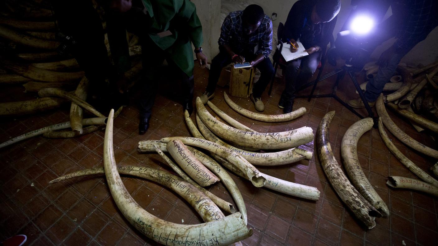 Il tentativo di riaprire il mercato legale dell’avorio è stato respinto, ma –grazie al veto della Namibia- è stato pure affossata una proposta che, se adottata, avrebbe reso permanente il bando al commercio internazionale di avorio.