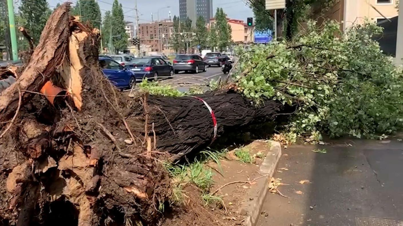 Un albero caduto