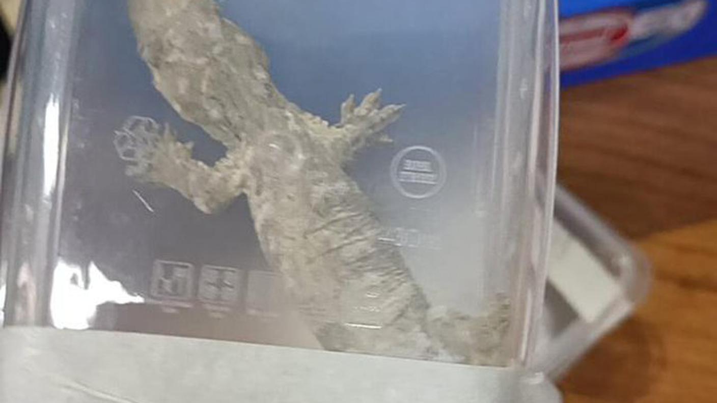 Le immagini dei rettili trovati in una valigia all'aeroporto di Tiruchirapalli, in India