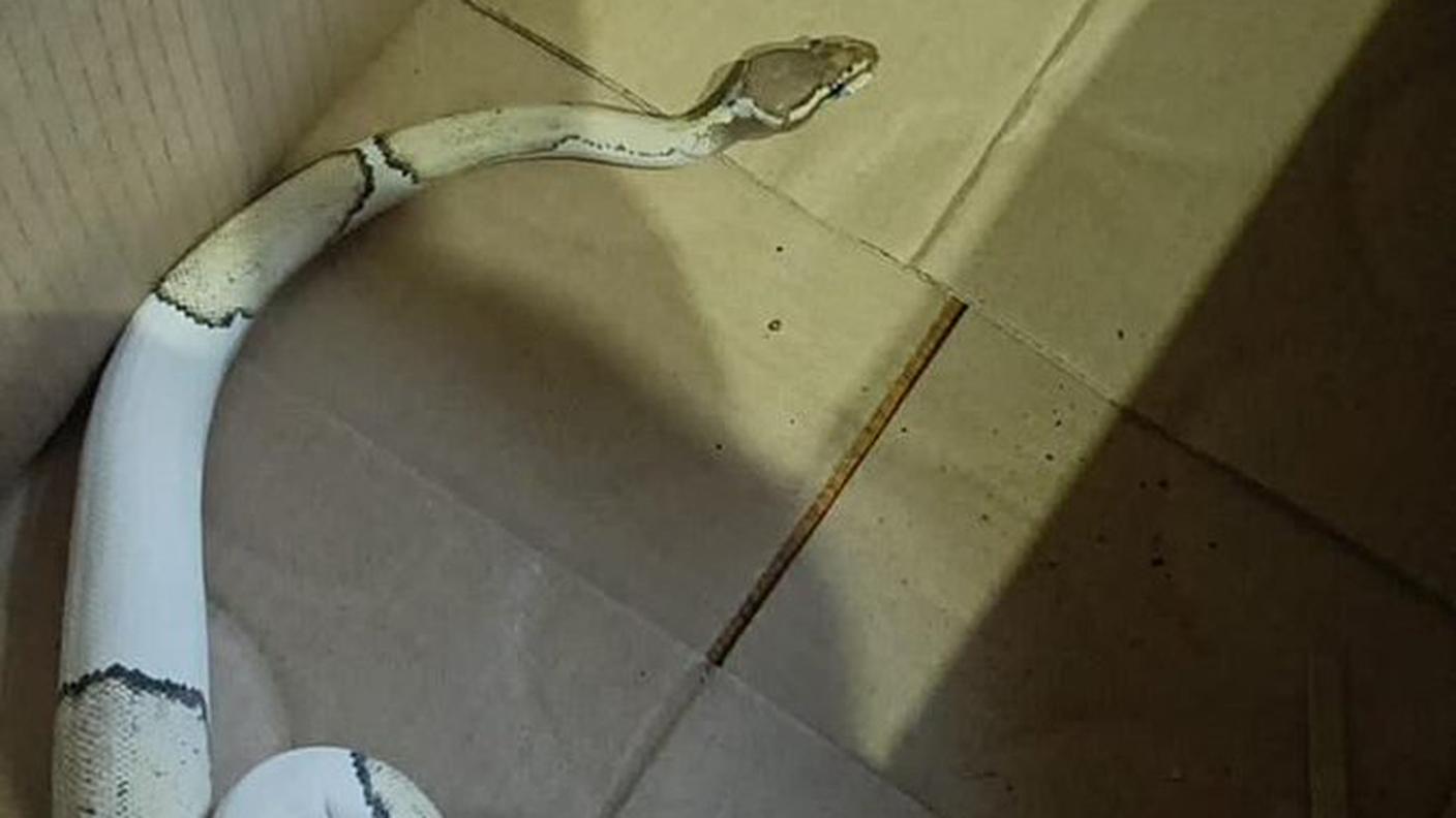 Le immagini dei rettili trovati in una valigia all'aeroporto di Tiruchirapalli, in India