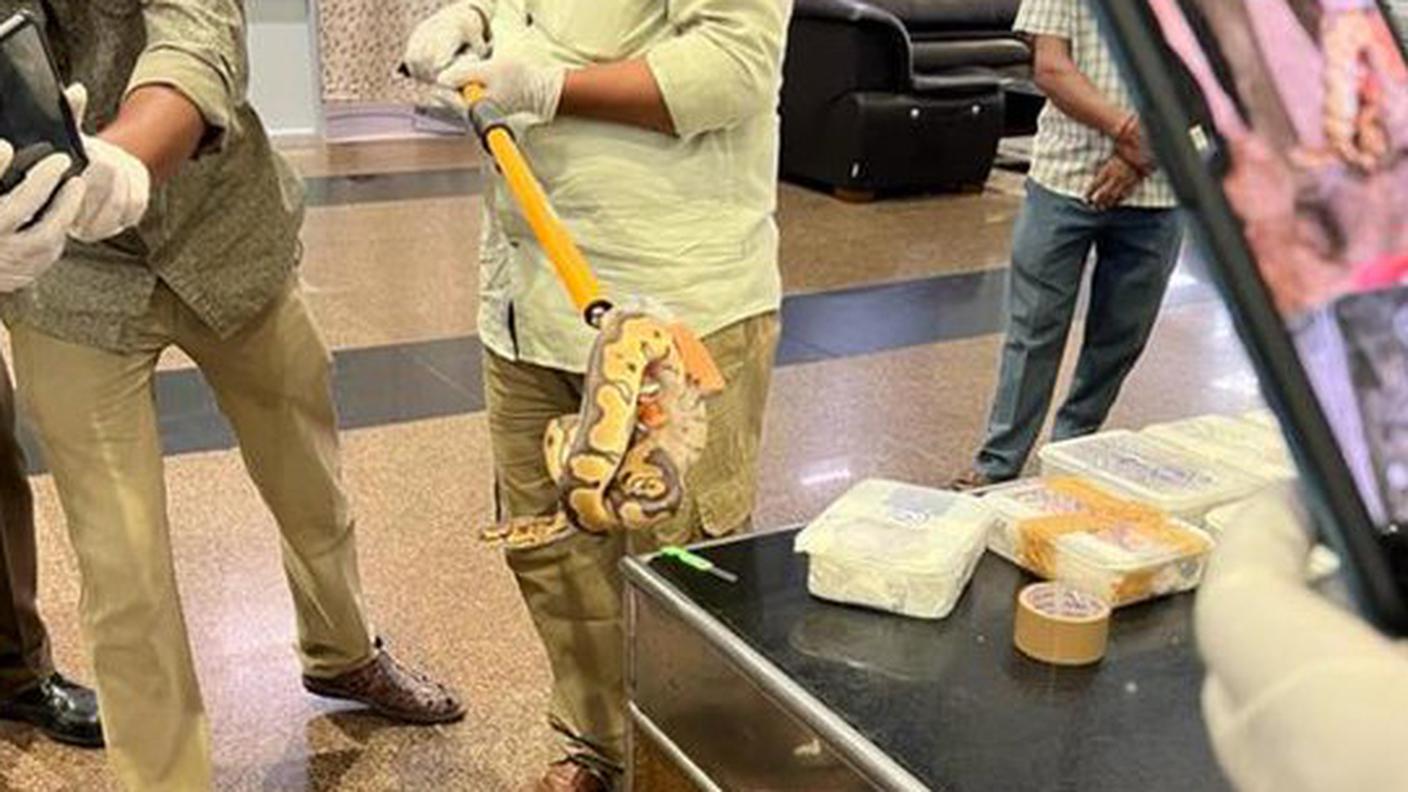 Le immagini dei rettili trovati in una valigia all'aeroporto di Tiruchirapalli, in India