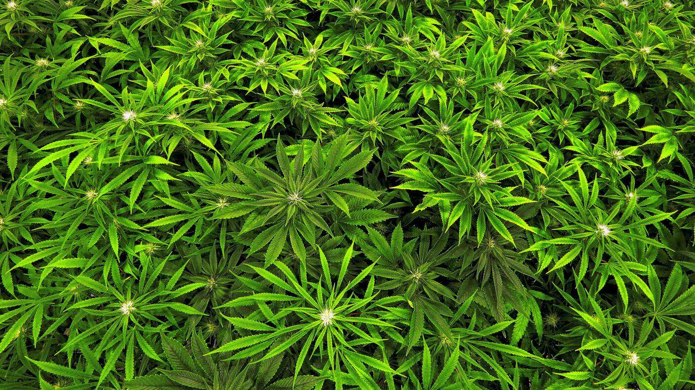 Marijuana coltivata all'aperto