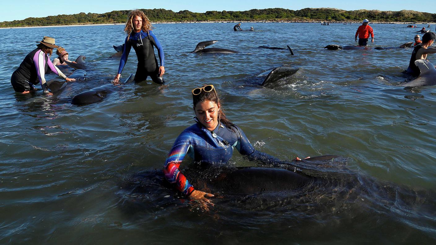 Decine di persone tentano di "guidare" i cetacei salvati verso il mare aperto
