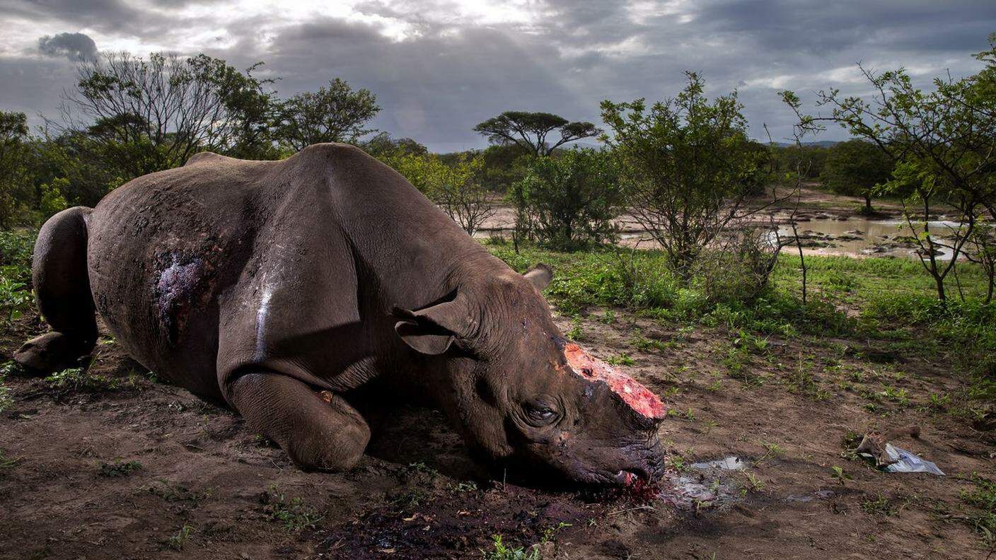 Otto anni fa, i bracconieri hanno abbattuto 13 rinoceronti in Sudafrica. L'anno scorso 1'215. Un aumento del 9'346% (fonte: NMBE)