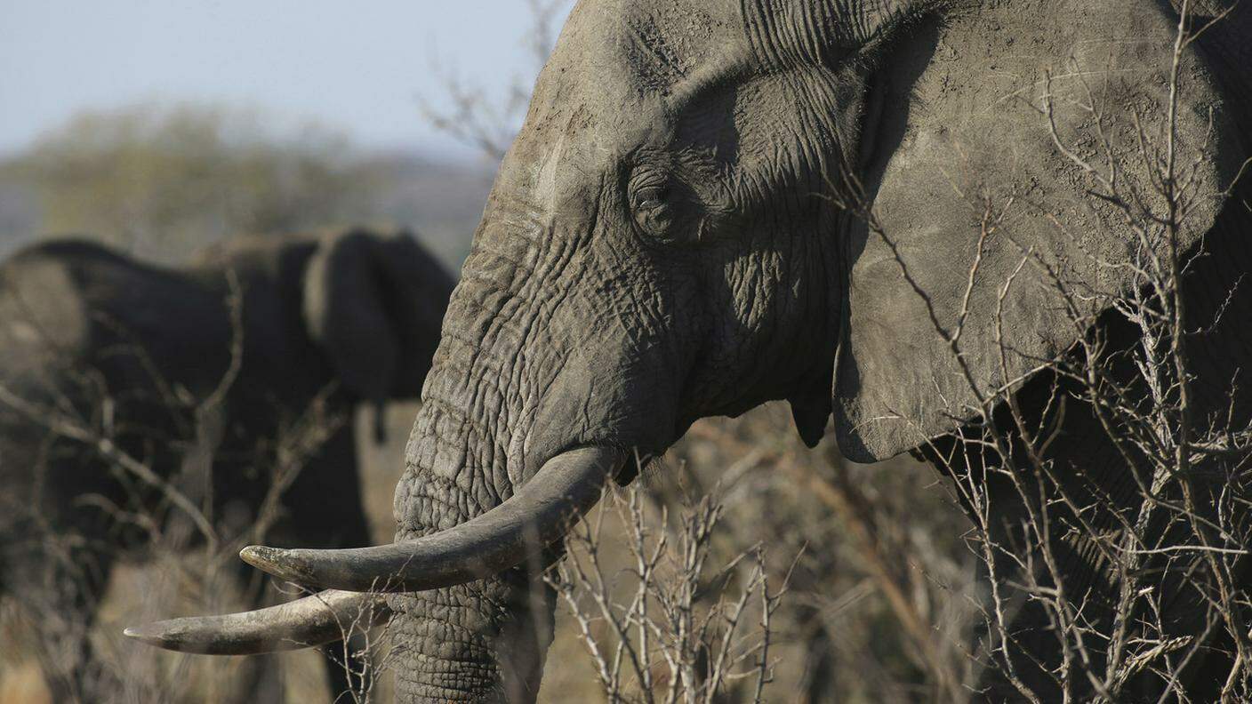 In Africa, un elefante viene ucciso ogni 24 minuti