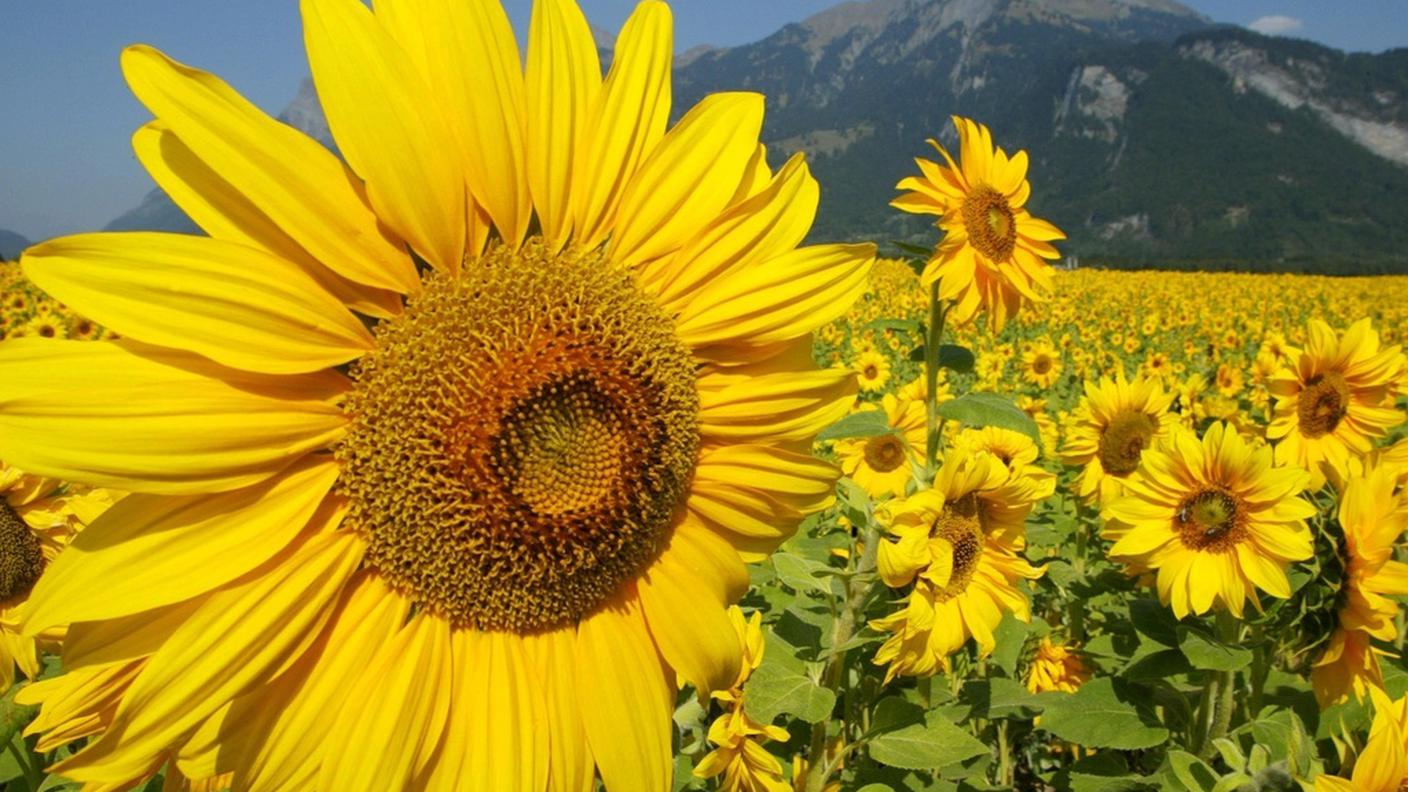 girasole_ky.jpg
