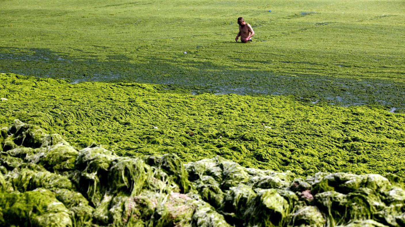 quingdao alghe luglio 2013 ky.JPG