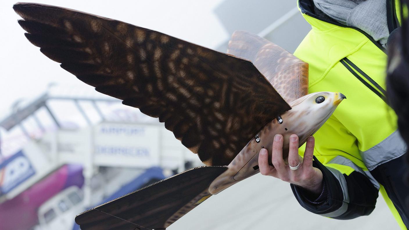 Un drone con le sembianze di rapace sviluppato dalla olandese Clear Flight Solutions