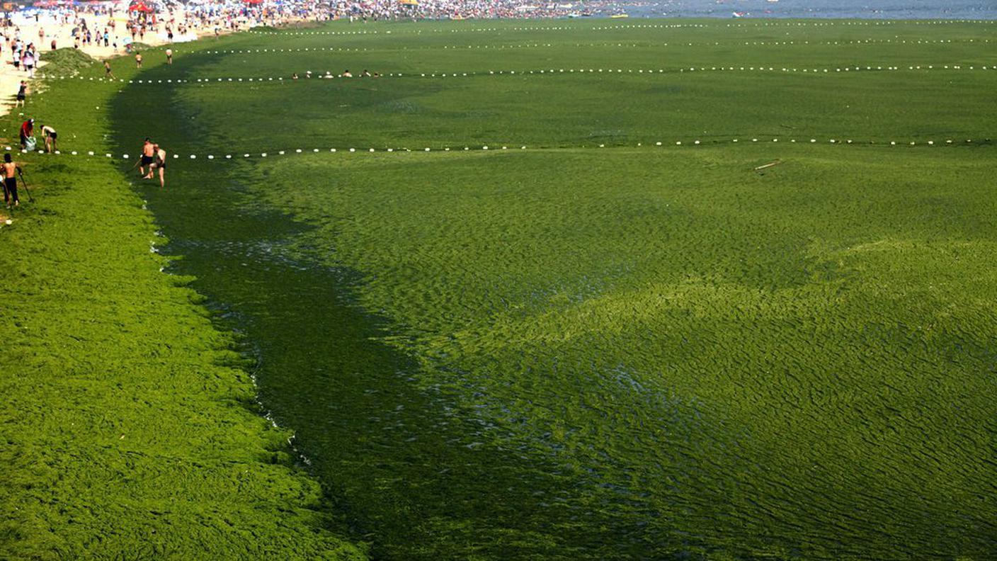 quingdao alghe 2 luglio 2013 ky.JPG